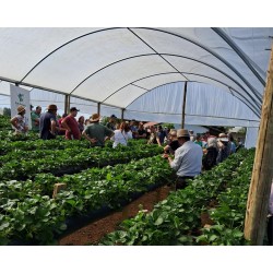 Campo Largo recebeu Encontro de Produtores de Morango e Frutas Vermelhas